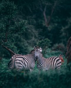 Endangered Zebras Image