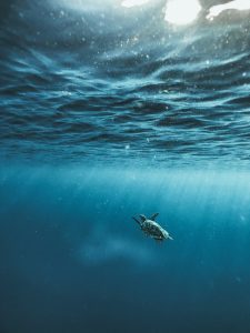 Endangered Sealife